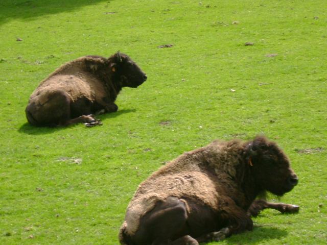 les bisons 073.jpg