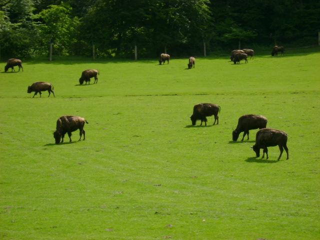 les bisons 082.jpg