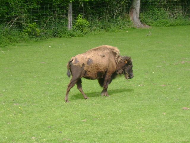 les bisons 085.jpg