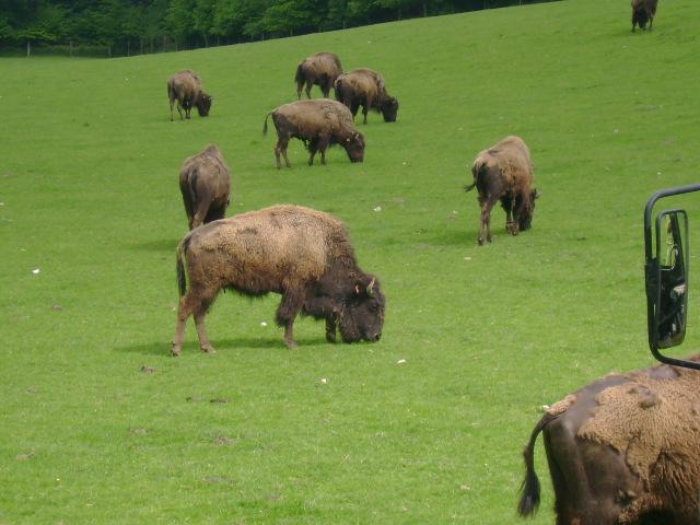 les bisons 086.jpg