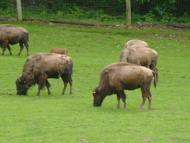 les bisons 090.jpg