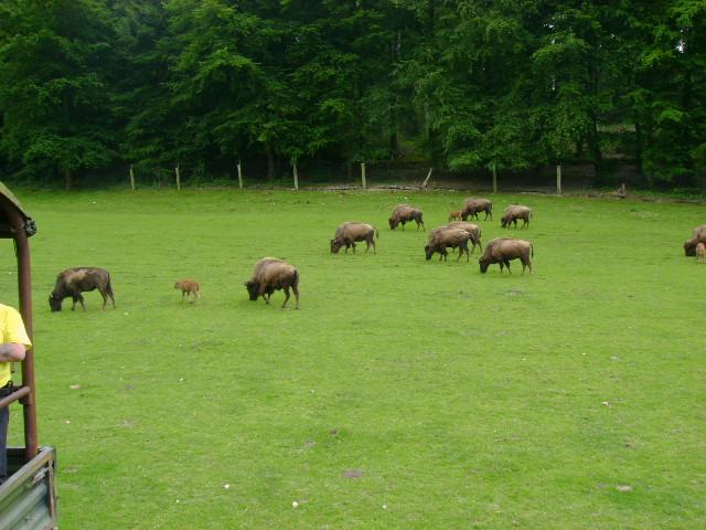 les bisons 097.jpg