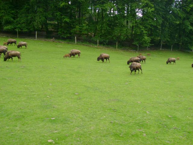 les bisons 098.jpg