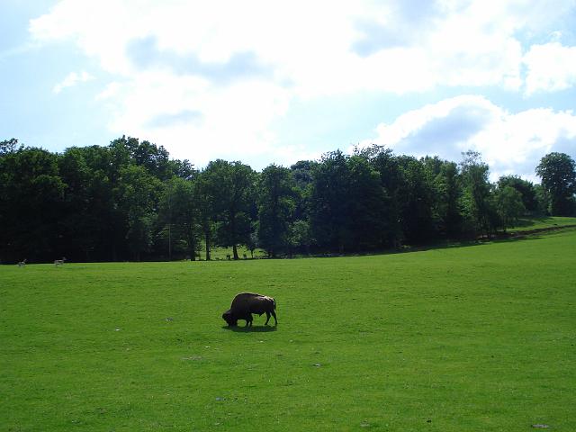 les bisons 207.jpg