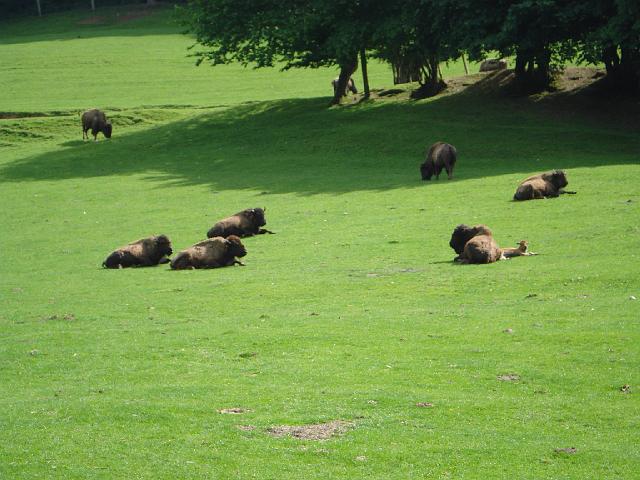 les bisons 210.jpg