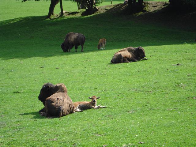 les bisons 211.jpg