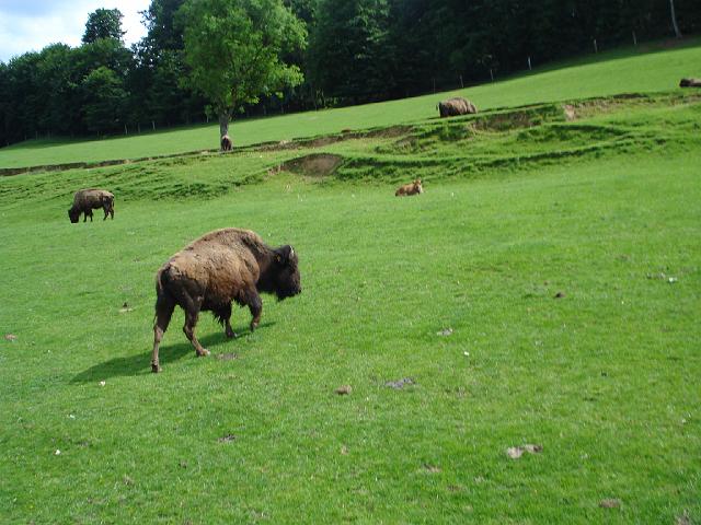 les bisons 214.jpg