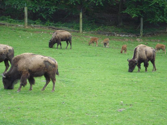 les bisons 230.jpg