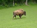 les bisons 085