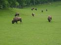 les bisons 094