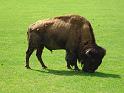15 bison du Canada