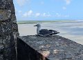 2025-06-15 20219 11h56 MONT ST MICHEL VISITE