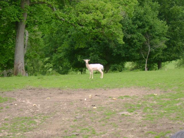 les bisons 100.jpg