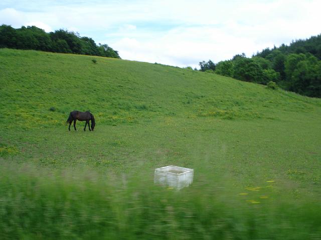 les bisons 140.jpg