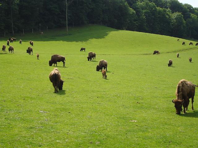 les bisons 226.jpg