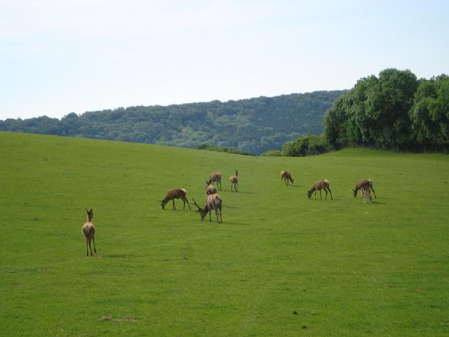 les bisons 260.jpg