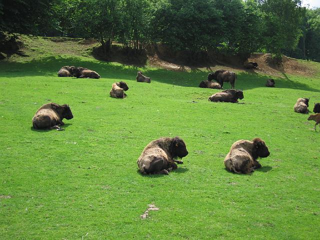 gold les BISONS mai  2008 055.JPG