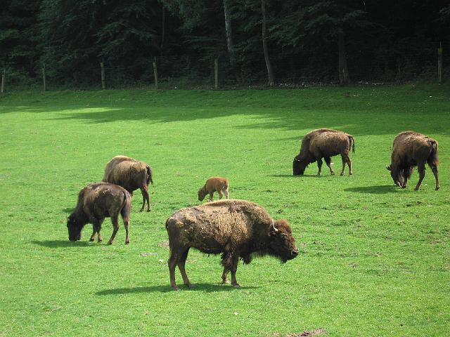 gold les BISONS mai  2008 059.JPG